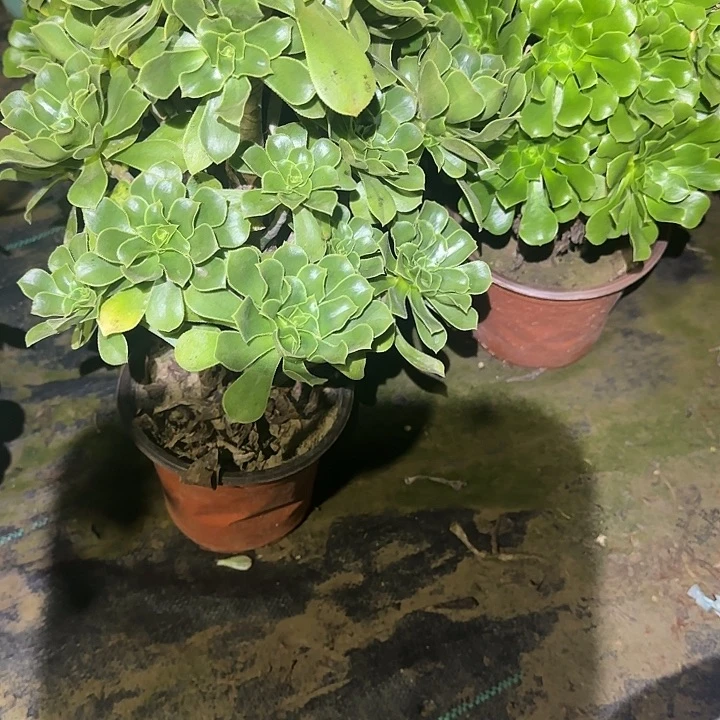 鱼****一物一拍不包损15