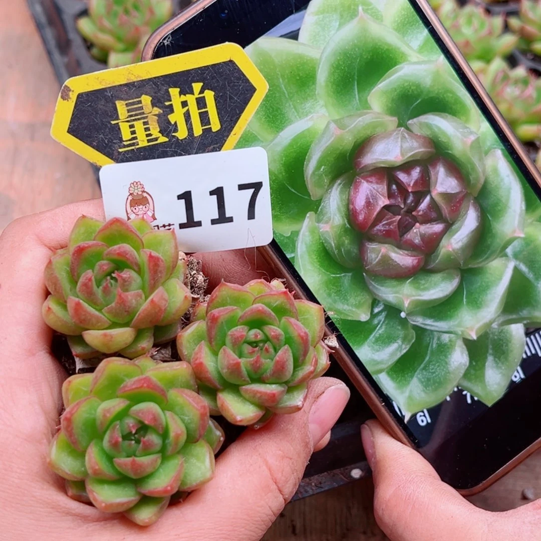 多肉植物多肉植物