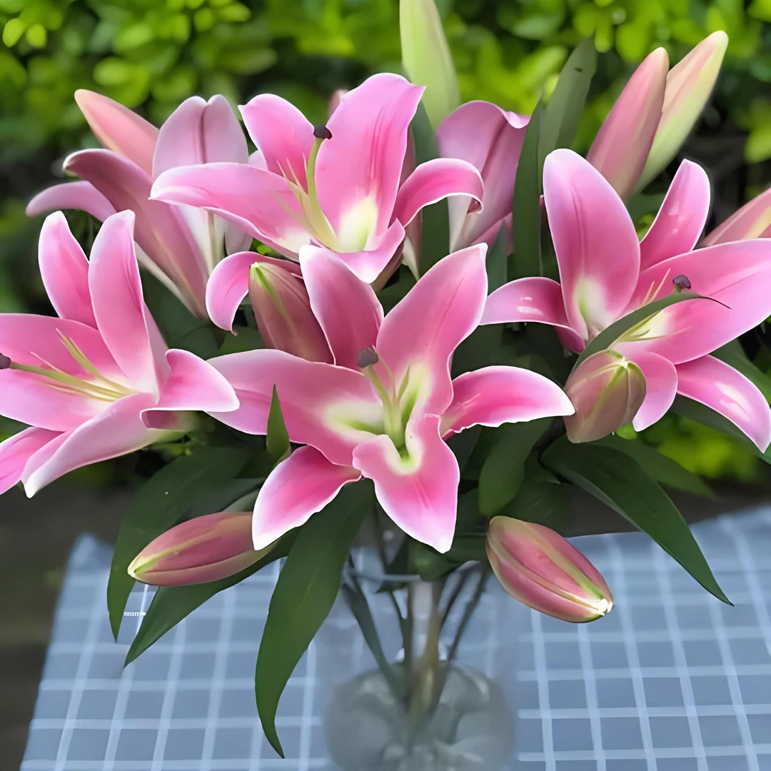 普拉芬多香水百合东北辽宁凌源鲜切花