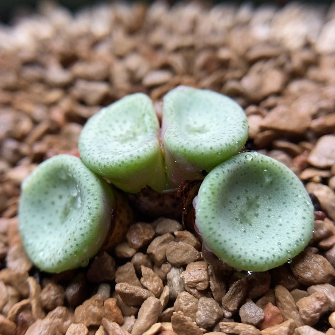 1427小酒杯种子20粒包邮