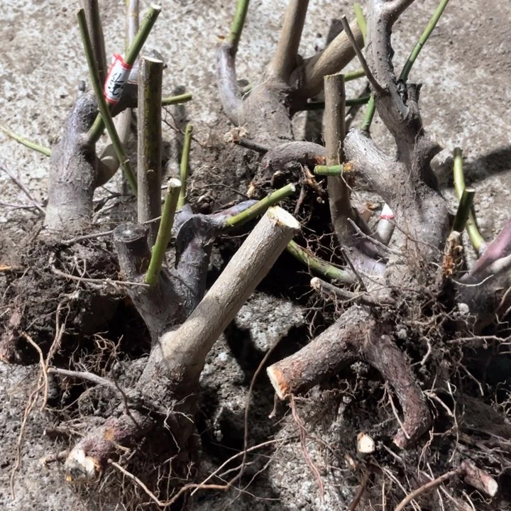 原生金钱绿萼梅花一颗