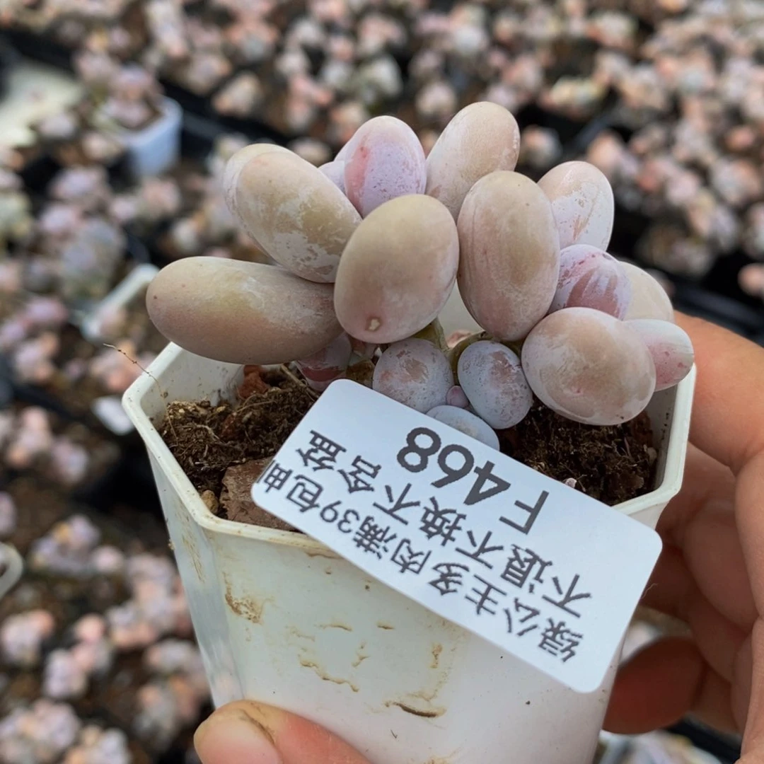 468水光针多肉6cm