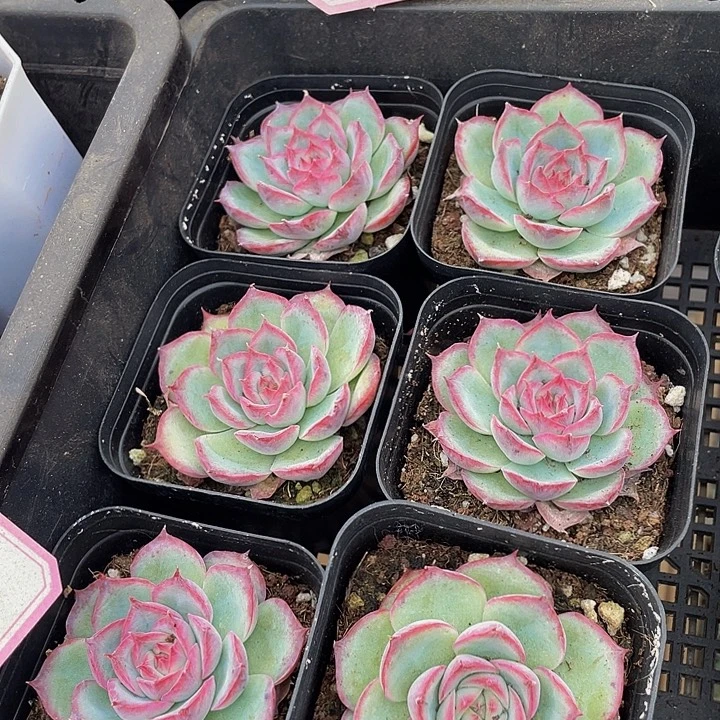 单头侧影带盆土发货