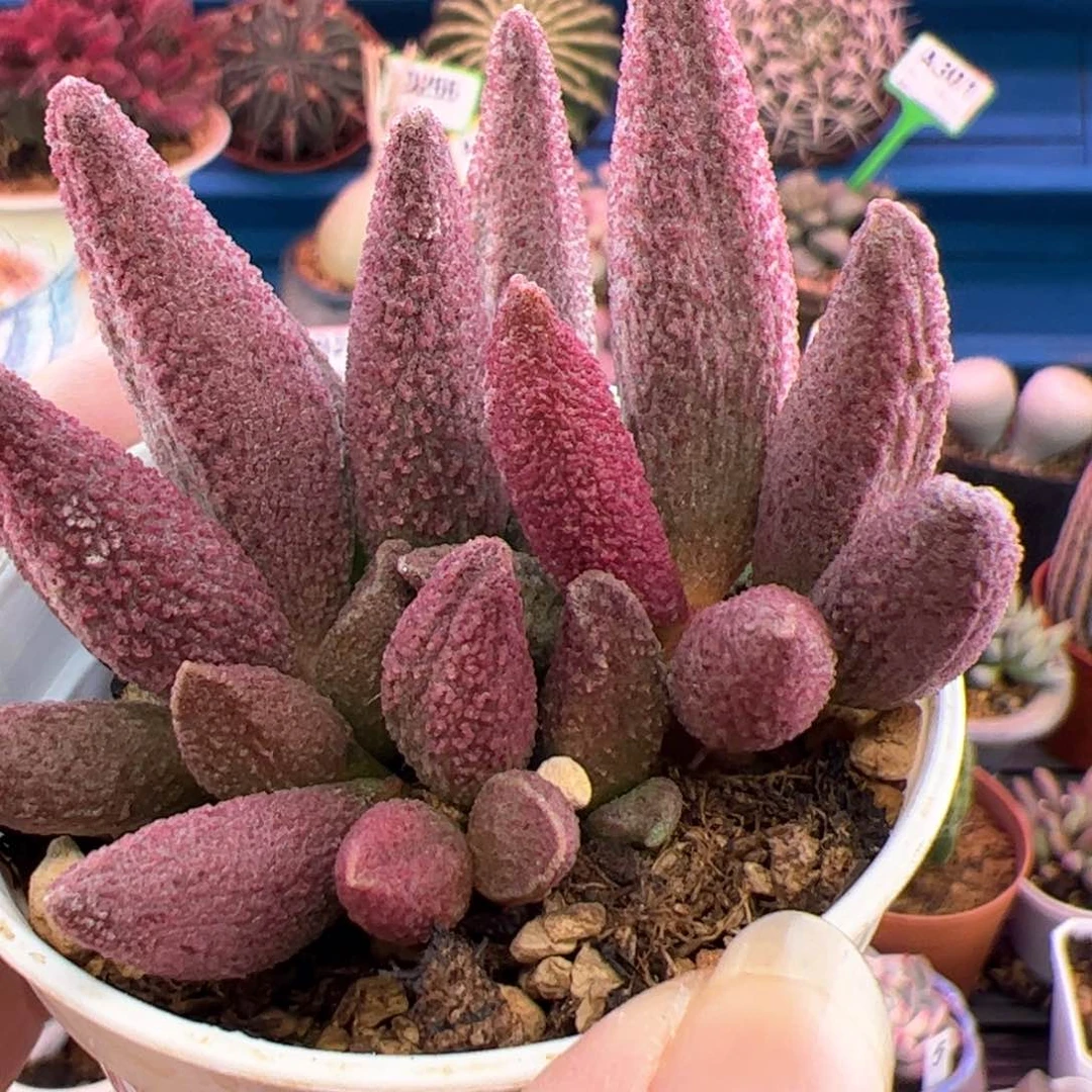 纯红哈默杂。
