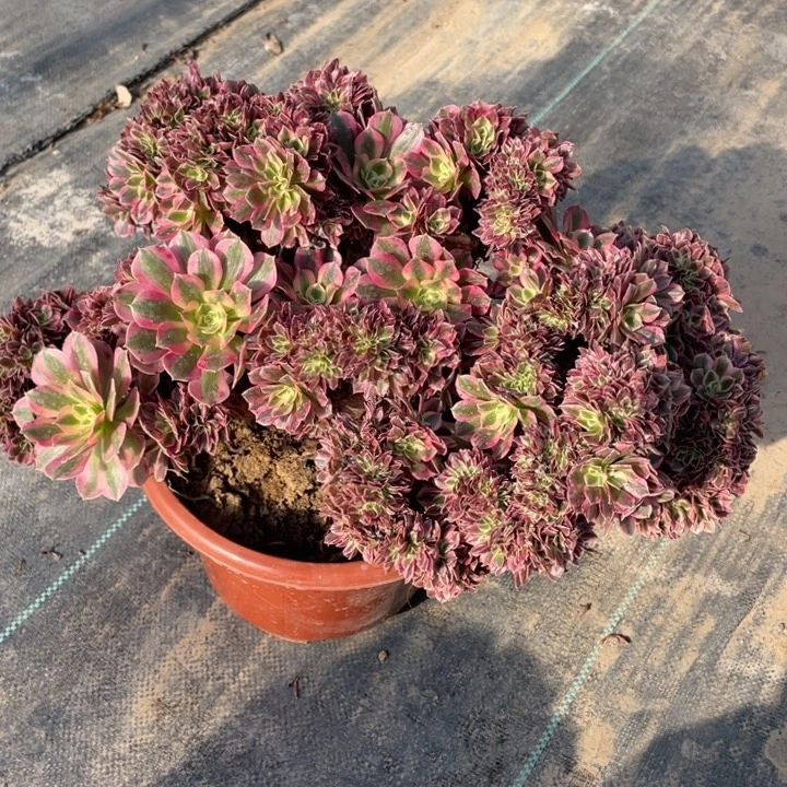 法师老桩粉女巫有几处小干伤