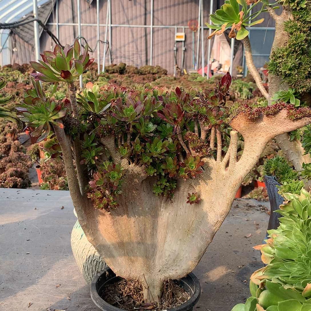 260黑法师缀化微瑕