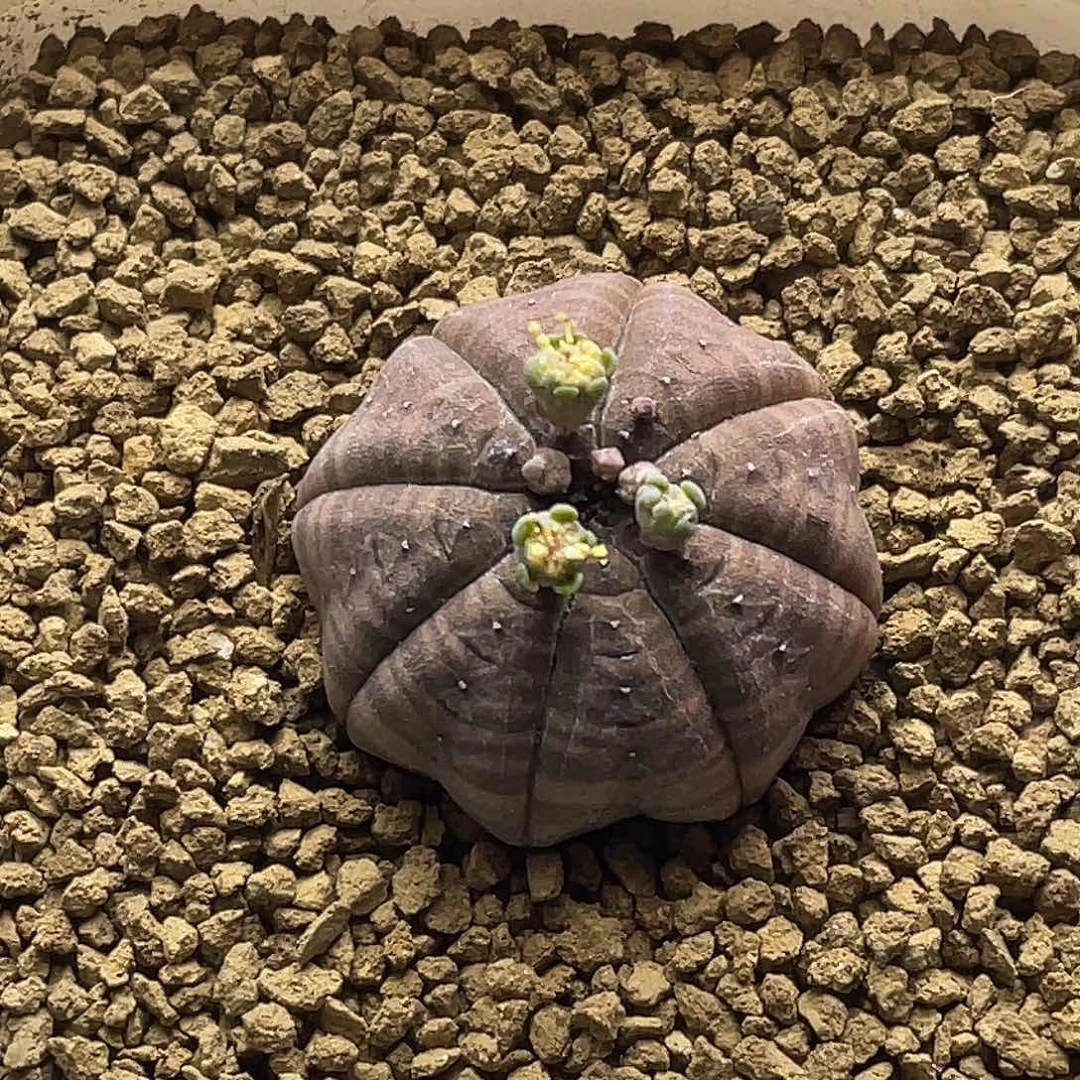 实生八爪海星神玉布纹球