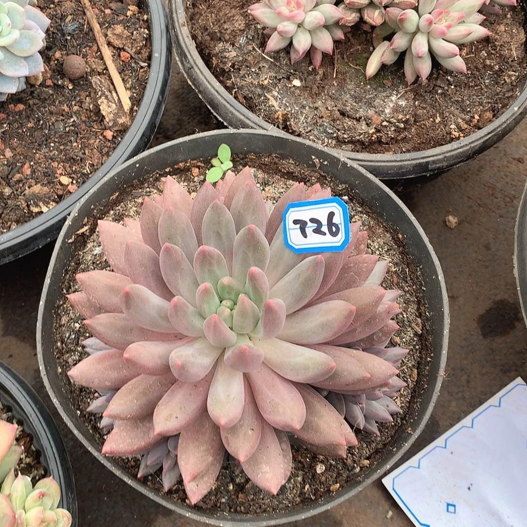 726美人一物一拍多肉