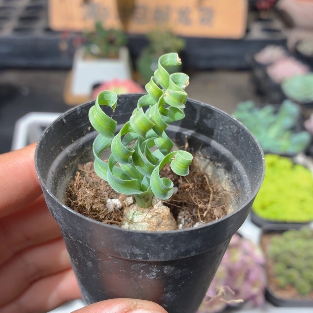 弹簧草多肉9.9包邮发货