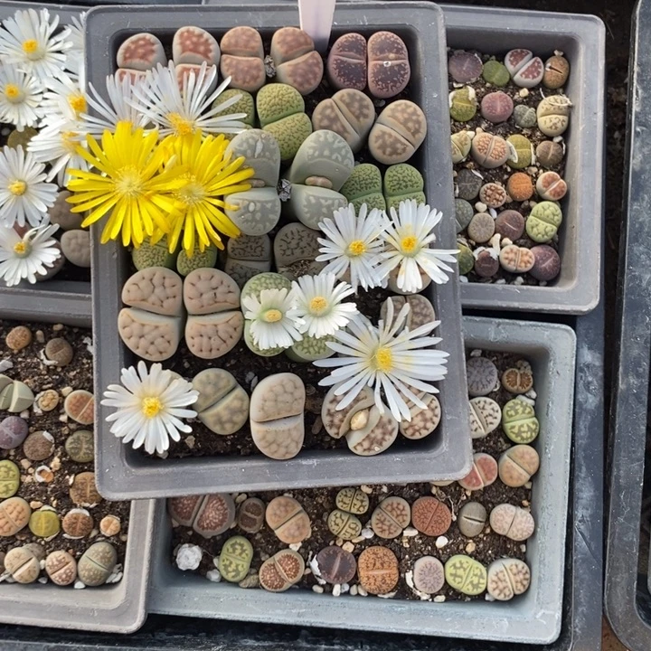 星***你生石花的季节到啦062