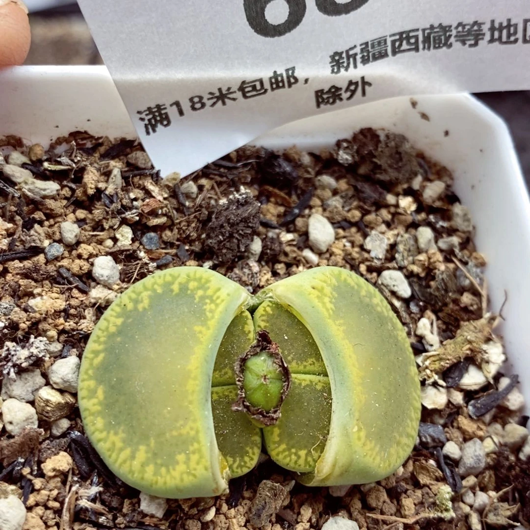 我的小姐姐们都是我的683
