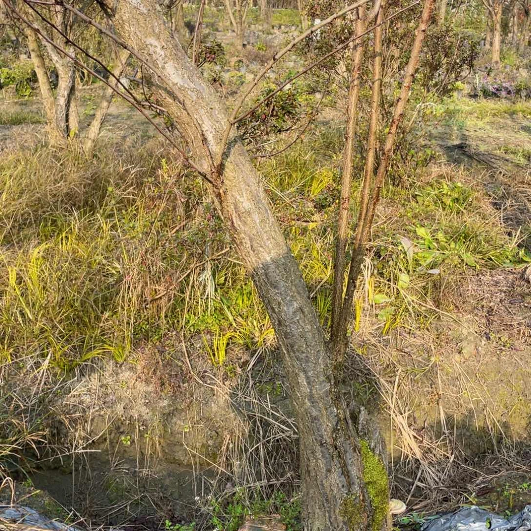 当前无花栽培后可以开花李树桩景