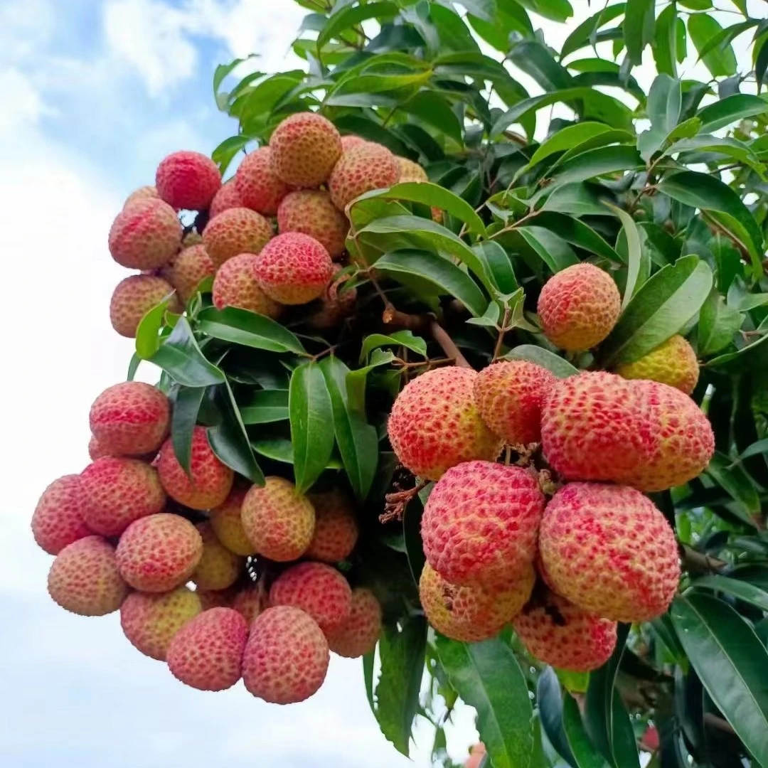 荔枝树苗妃子笑桂味仙进奉荔枝王（其它品种留言）