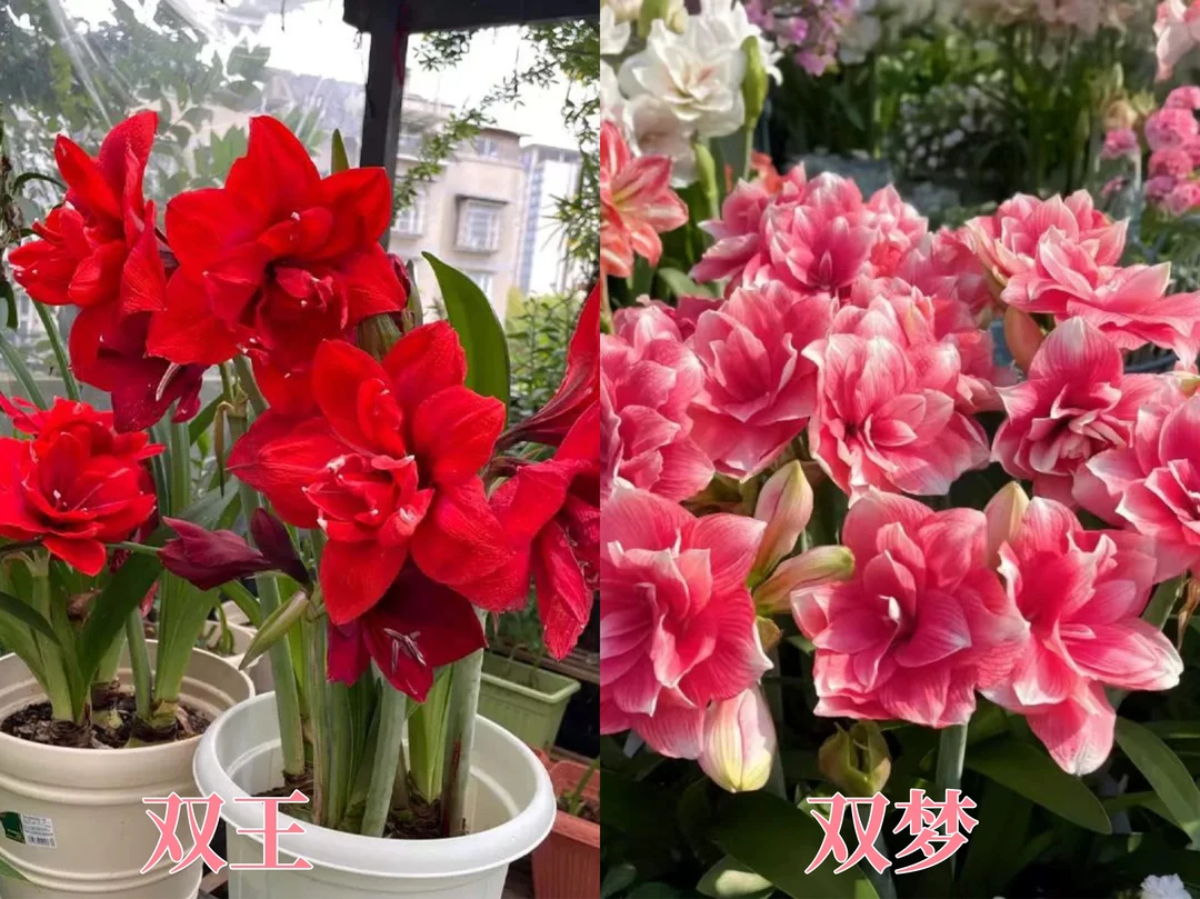 【2颗装】澳洲朱顶红种球5-6厘米重瓣大花基地自然球