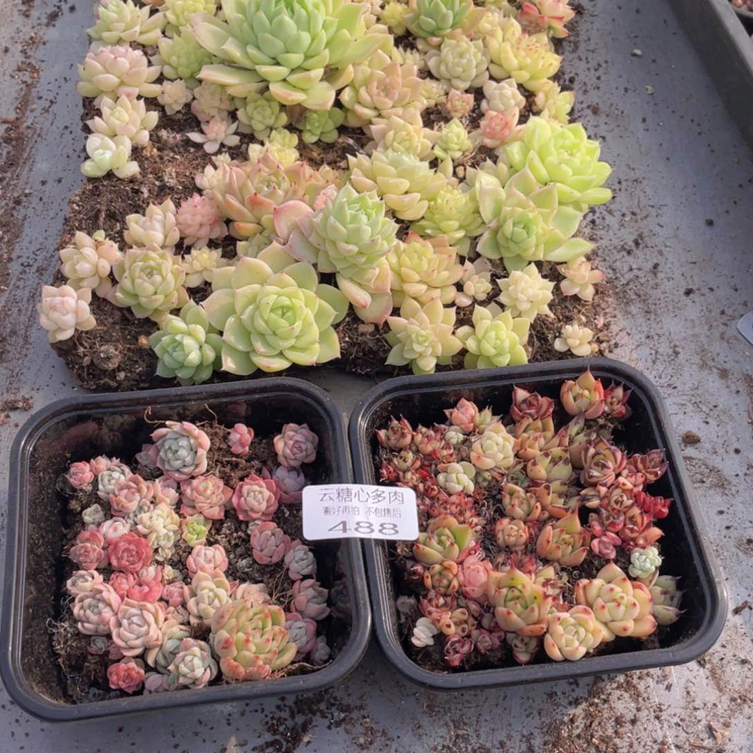 云糖心多肉植物488