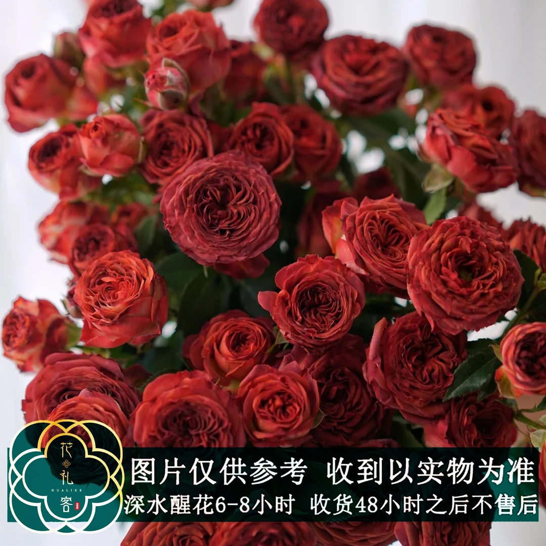 七叶花坊#多头玫瑰 【巧克力泡泡】鲜花优选 顺丰直发