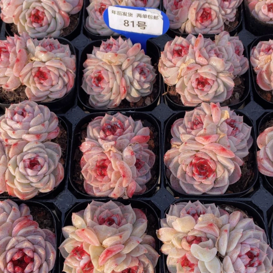 81号 全状态多头天鹅绒群一个