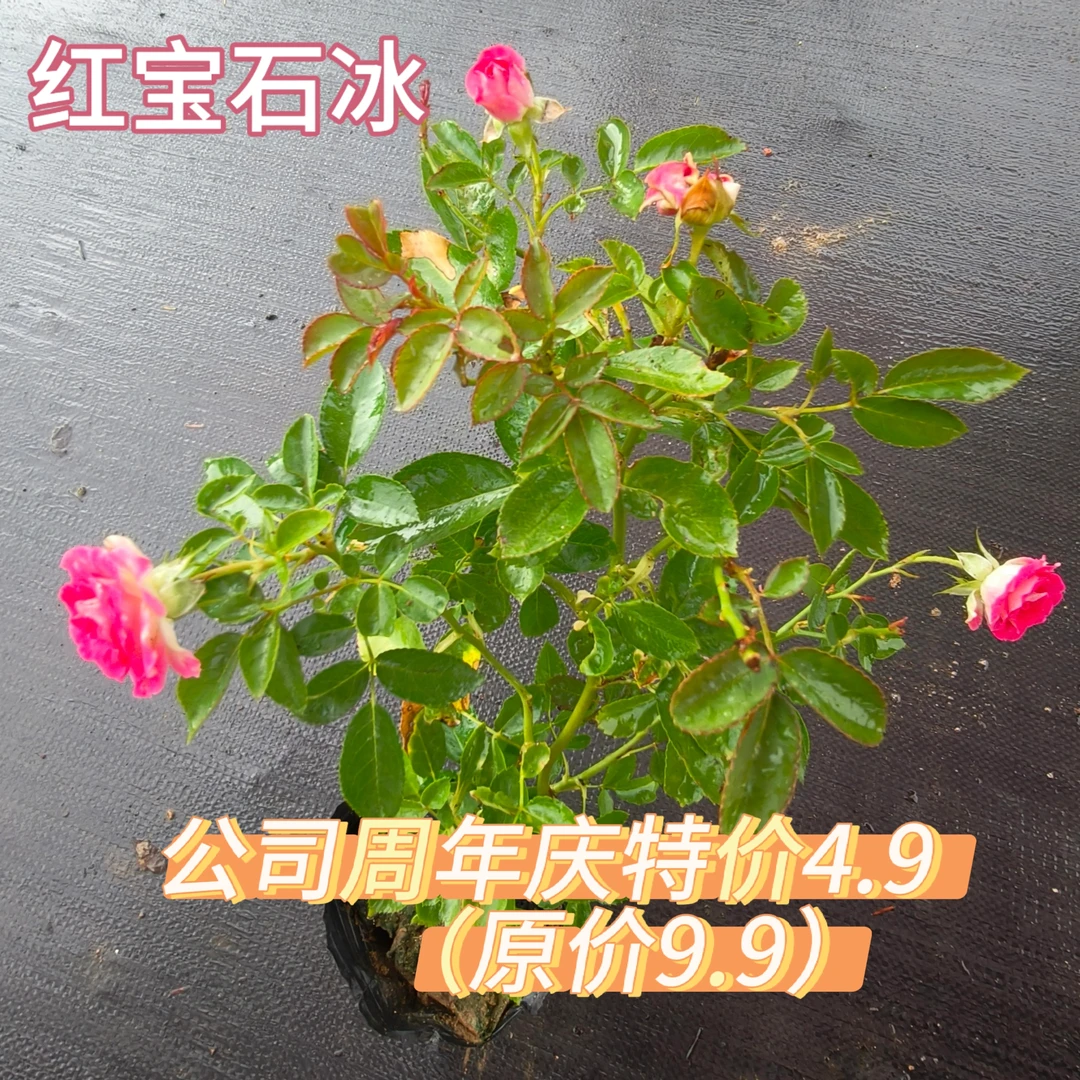 【花心思】2盆红宝石冰月季盆栽带花苞多季开花