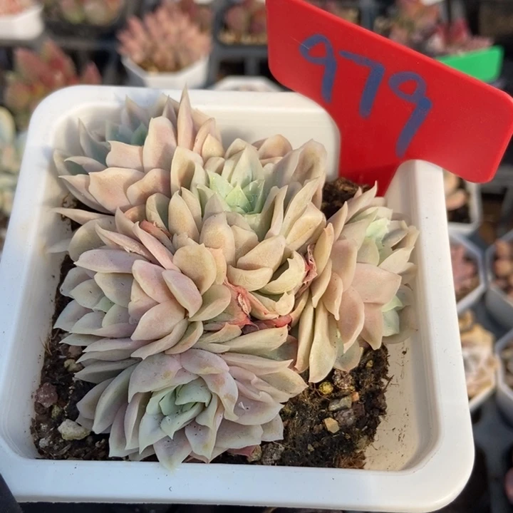 979冰片锦多肉植物保护