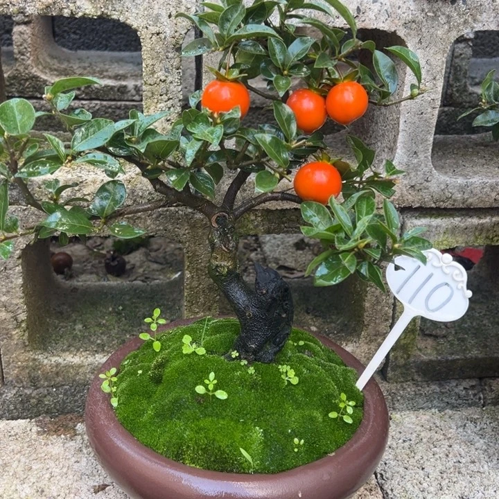 无花朵金弹子盆景一物一拍