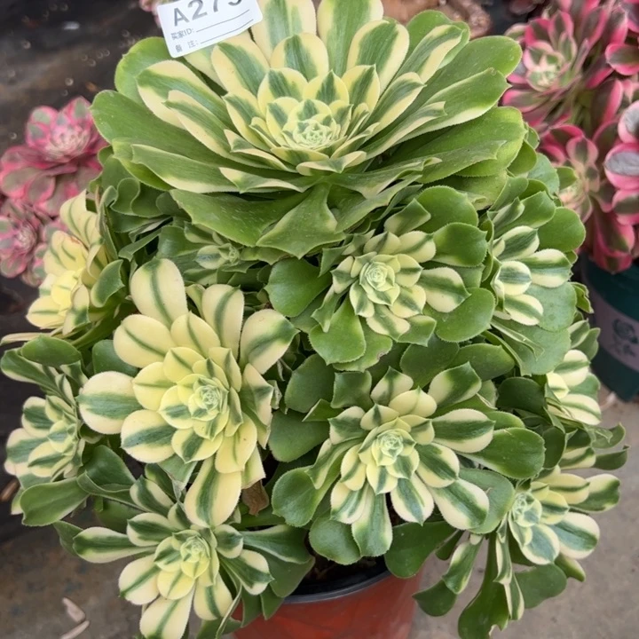 275辛尼亚25厘米左右多肉