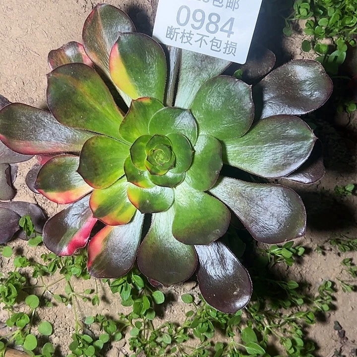 0984巫毒七彩单头