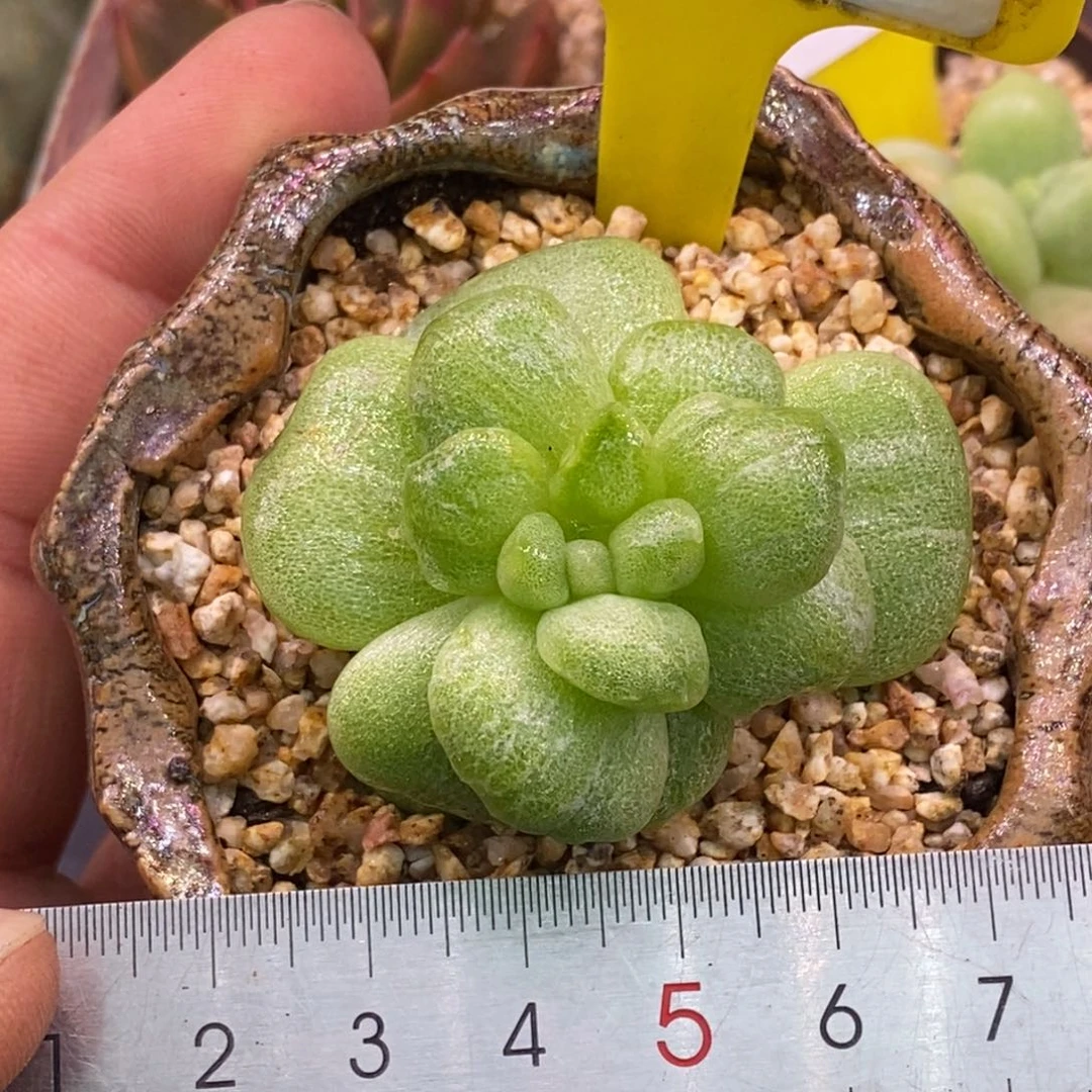 110冰玉石化雪花拉丝白锦