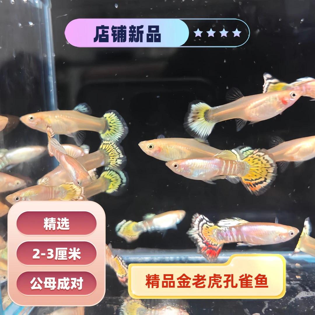 金老虎 孔雀鱼 经典品系 观赏鱼 好养耐活