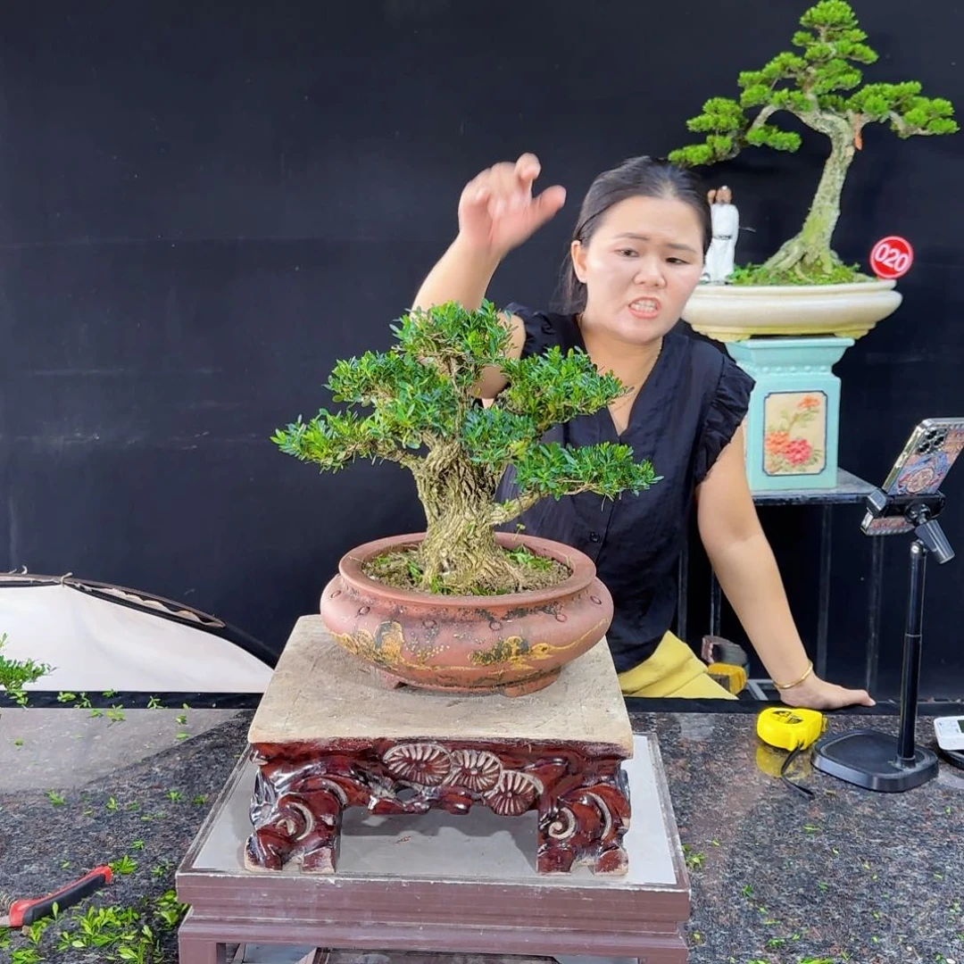 当前无花朵，栽培后可花朵