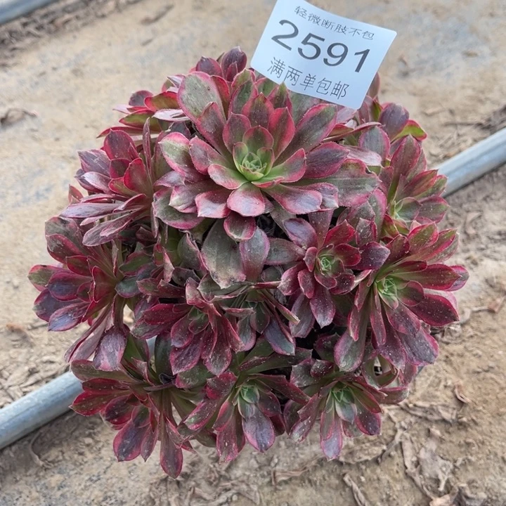 2591安娜多的多肉的