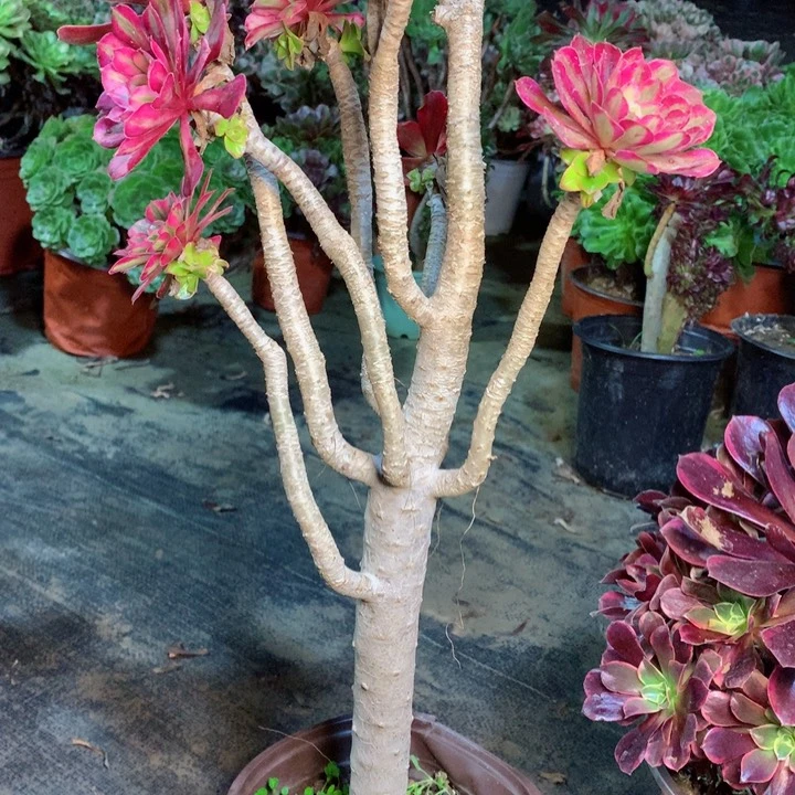 834嫁接多肉一物一拍