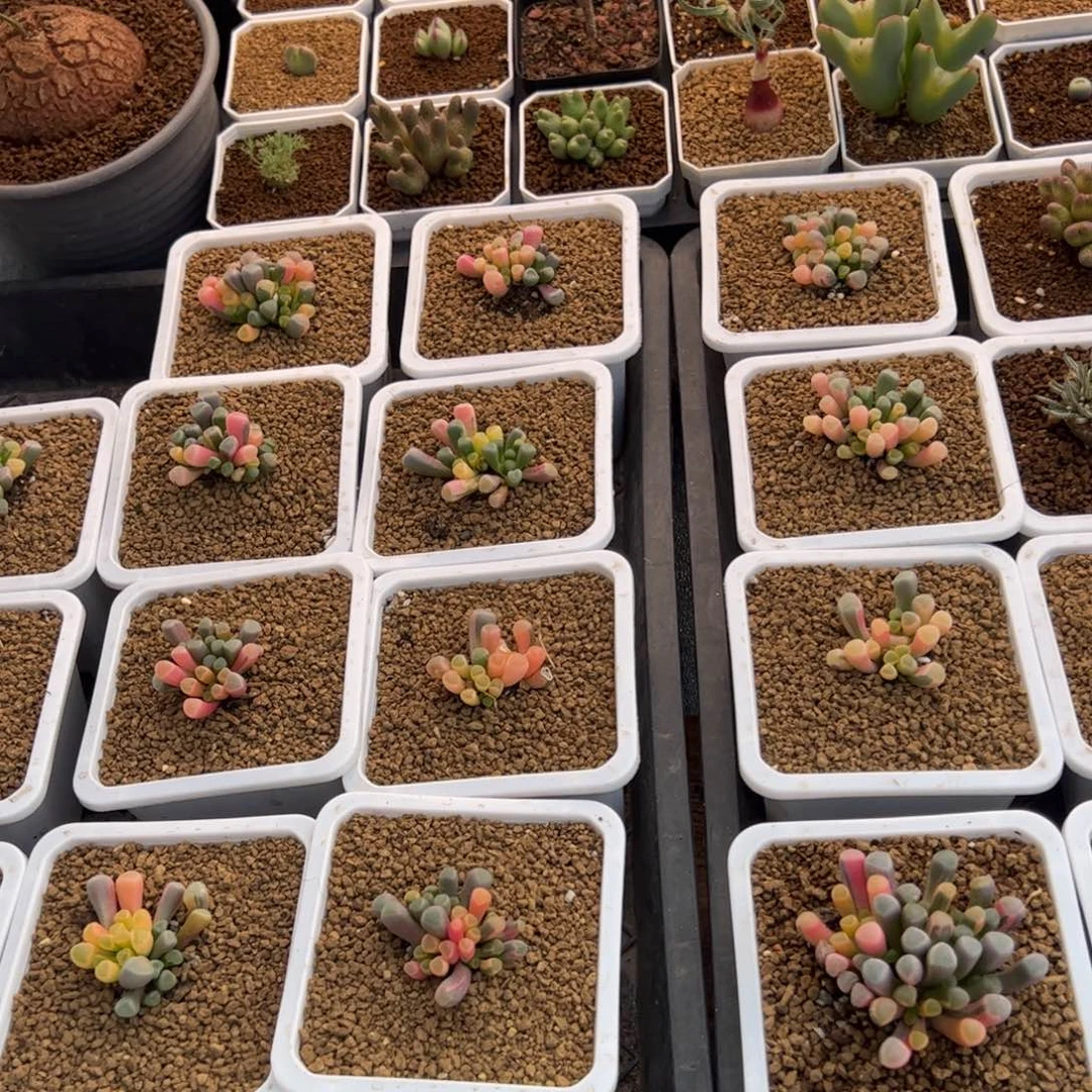 泽****贝多肉肉锥土6升