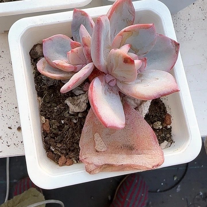 喧青蛙王子儿童牙膏111