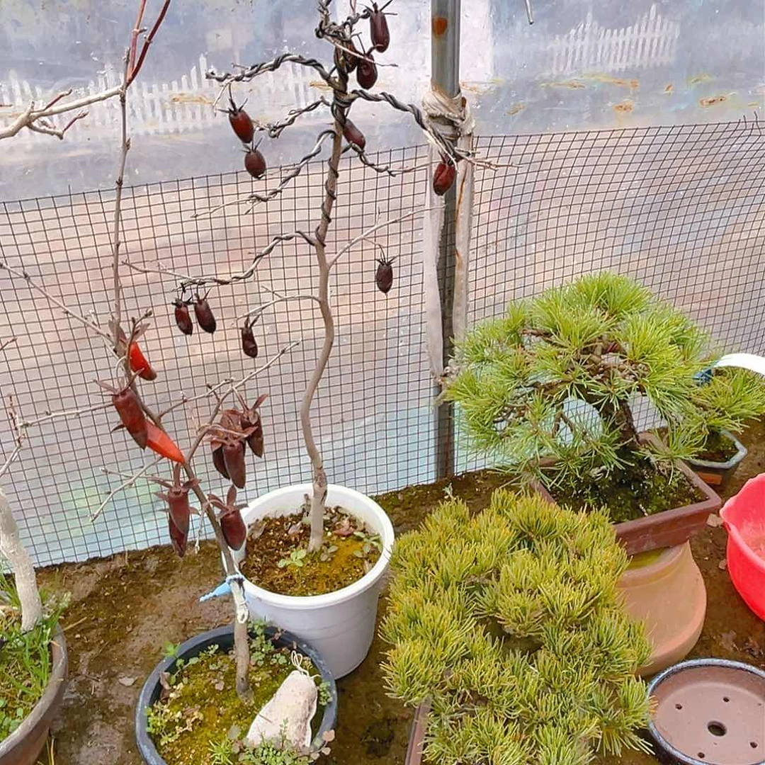 杂木盆景老鸦柿2一物一拍