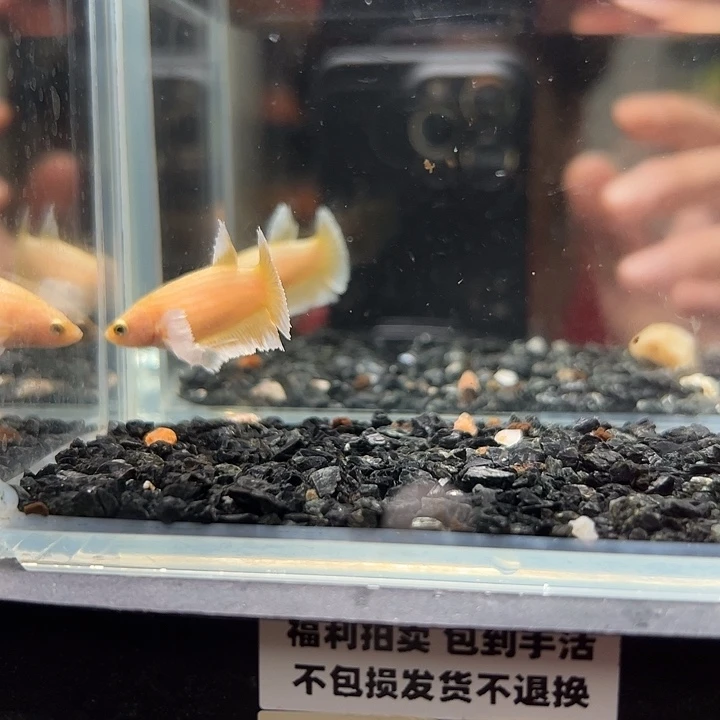 斗鱼一单包邮14日母鱼