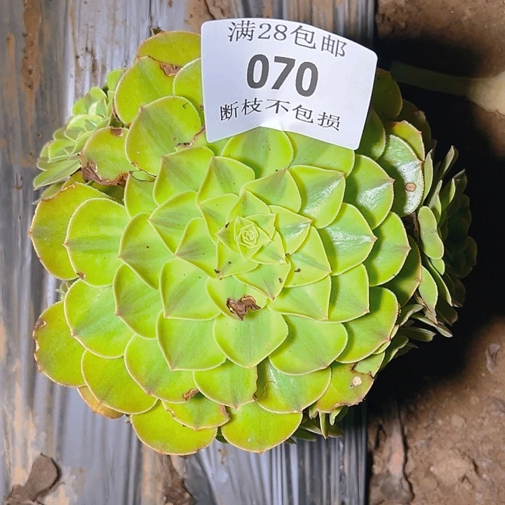 070雨呵多肉植物保护