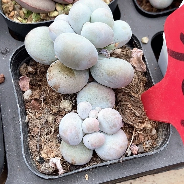 一****多肉植物保原始奶3070