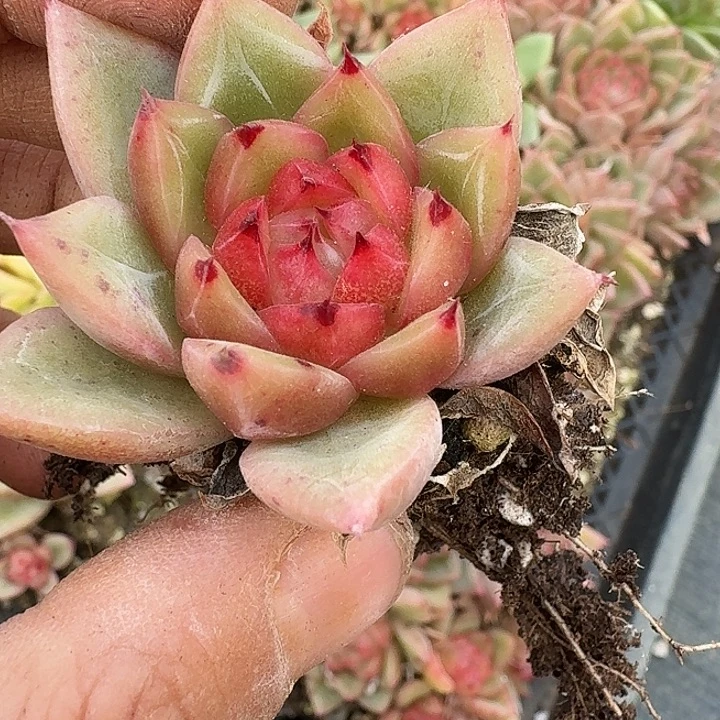 1-13麦秆一颗量拍发货