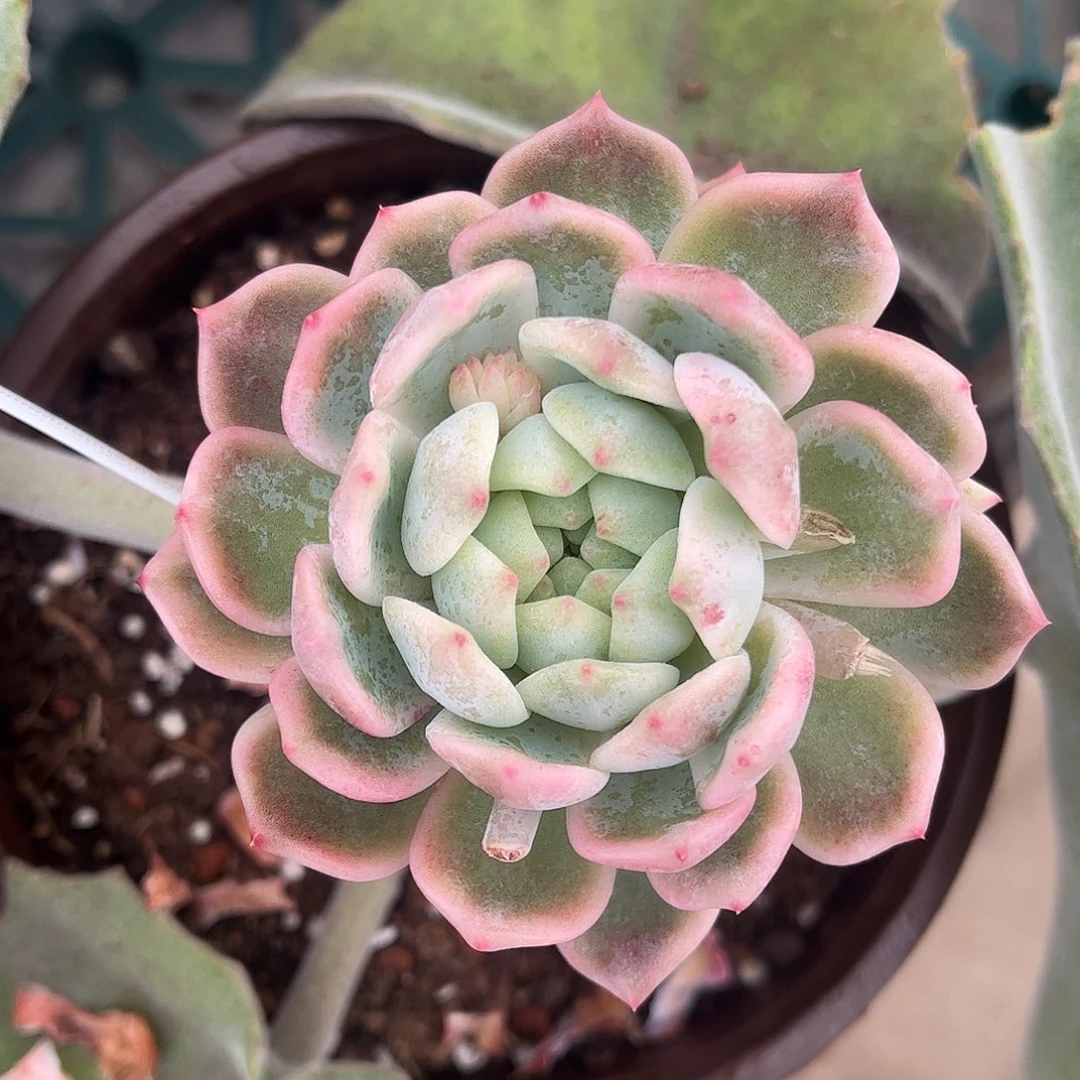 霜花锦 婕宝一物一拍