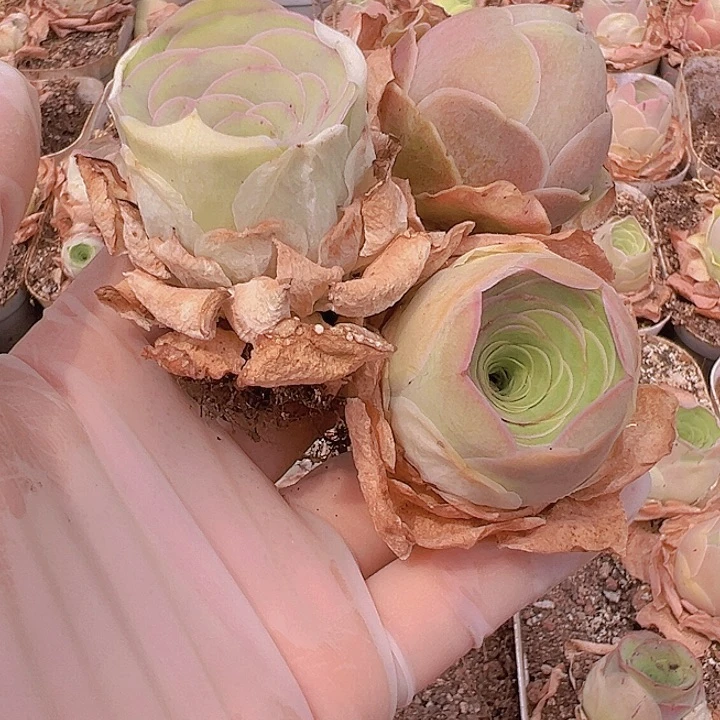 山地玫瑰多肉植物3厘米10颗粉