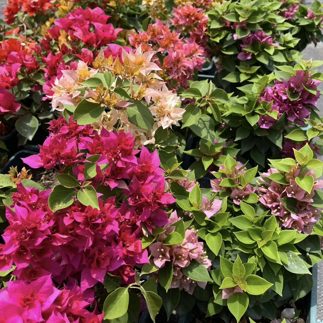 （彩花系列 1）一物一拍原盆原土 落花落叶不售后 介意勿拍