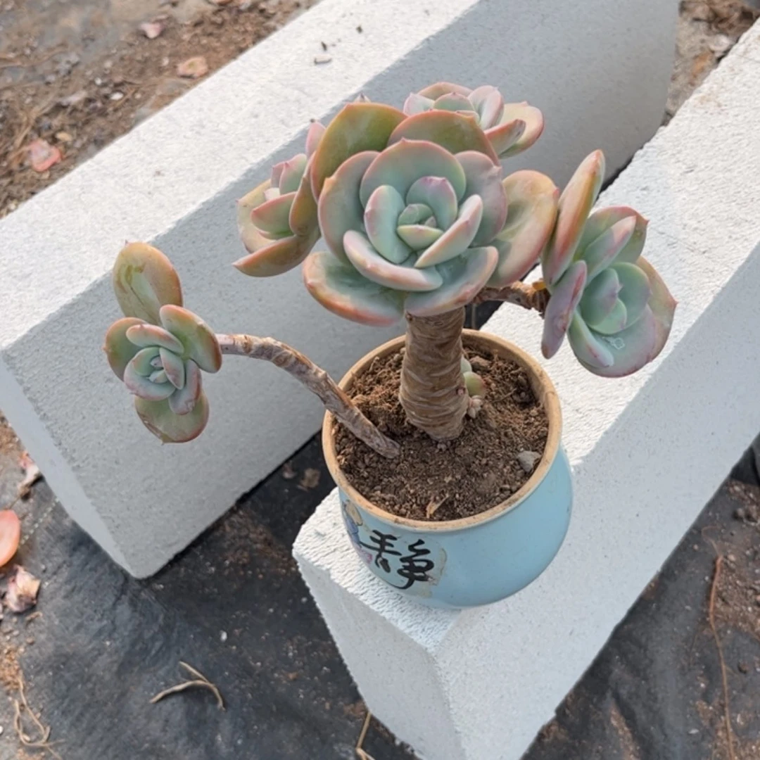 【闪购商品】无花朵