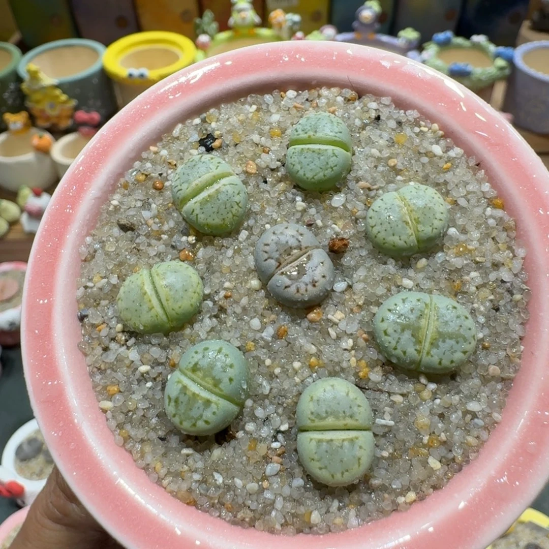蘑菇1252奶油寿丽多肉植物