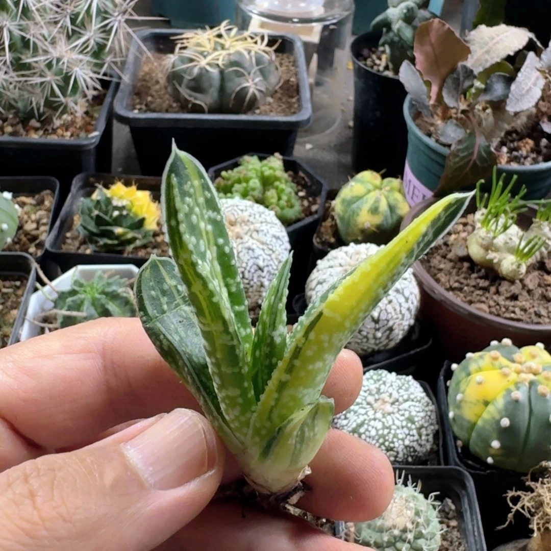 765卧牛锦脱土发货