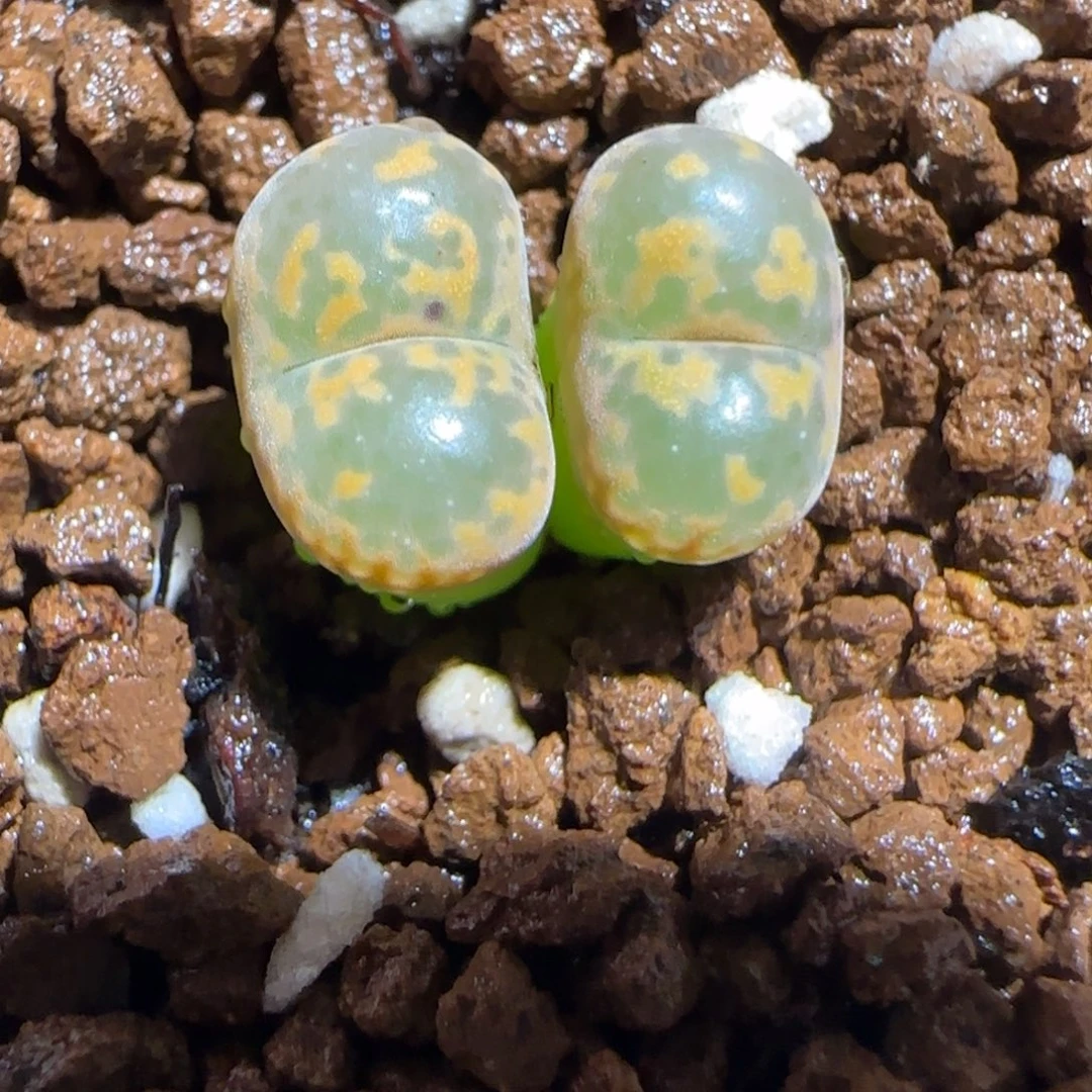 肉锥多肉植物组合-爱心勋章1395