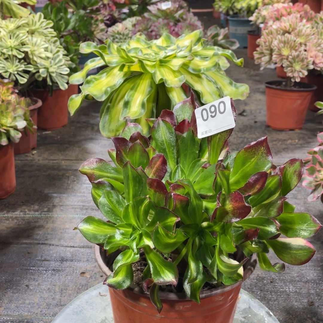 魅影七彩老桩无主头