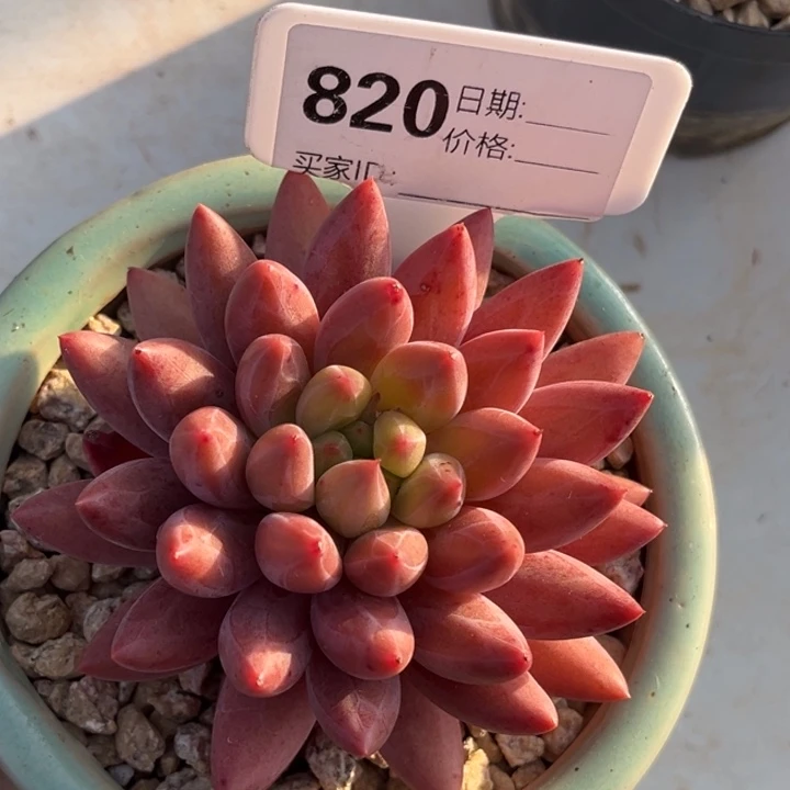 金鱼姬多肉植物820