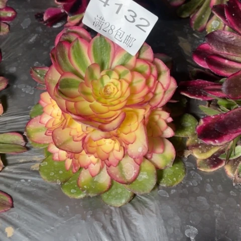 倾城多肉多肉4132