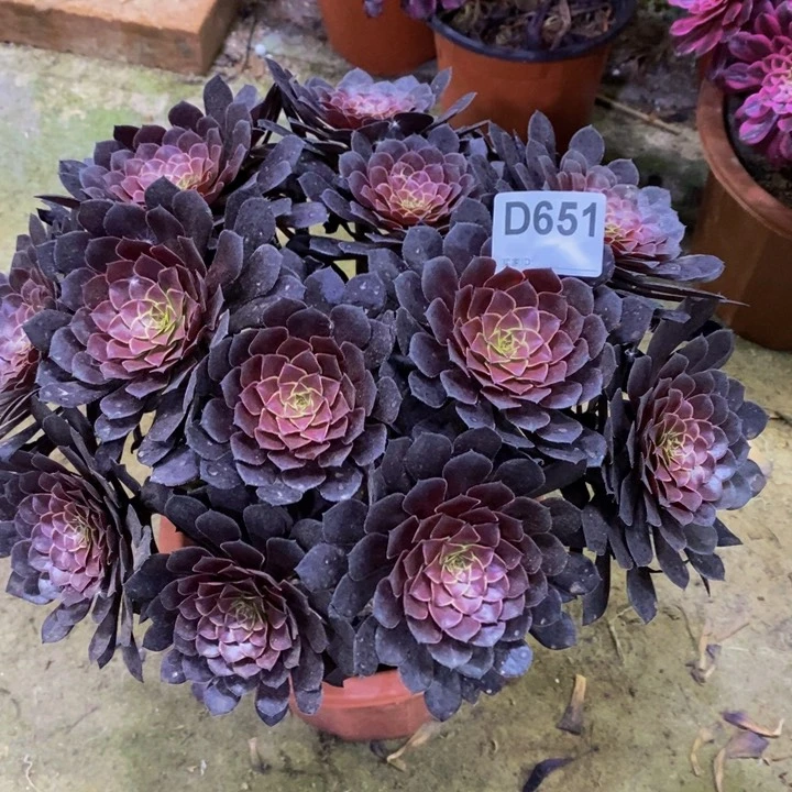 黑铜壶多肉植物651