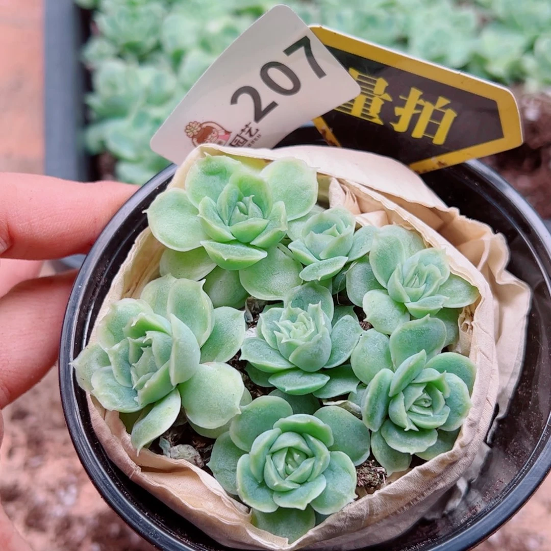 多肉植物多肉植物